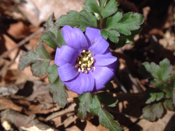 Anemone apennina / Anemone dell''Apennino